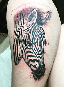 zebra virginia